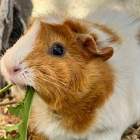 Guinea pig