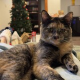 Pumpkin the tortoiseshell cat